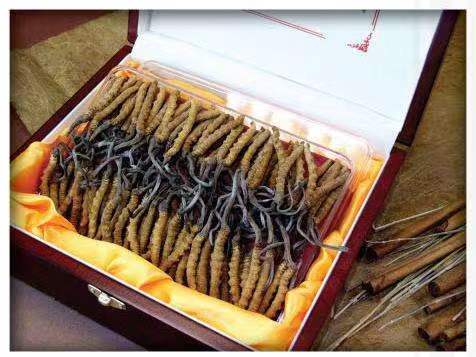 幸福路街道冬虫夏草回收